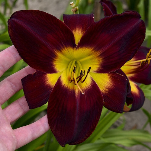 Hemerocallis Rainbow Rhythm ‘Persian Ruby’