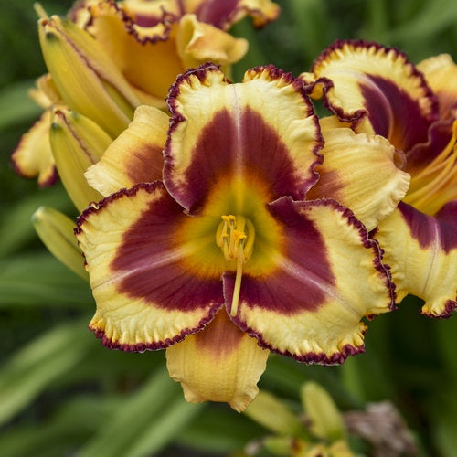 Hemerocallis Rainbow Rhythm ‘Blazing Glory’