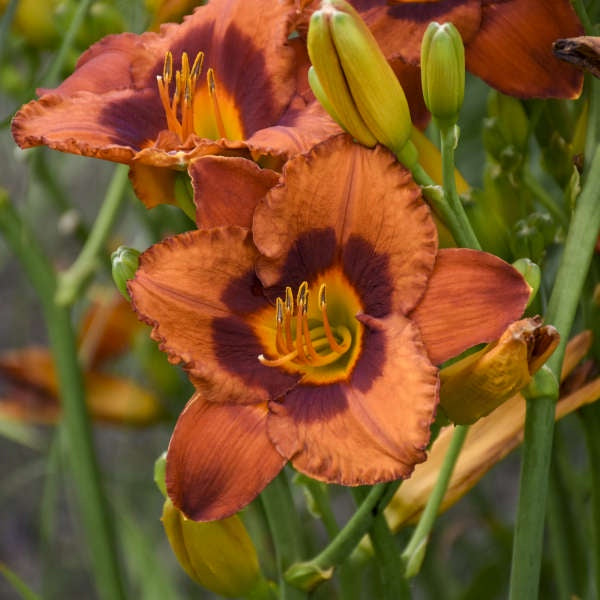 Daylily ‘Mighty Chestnut’