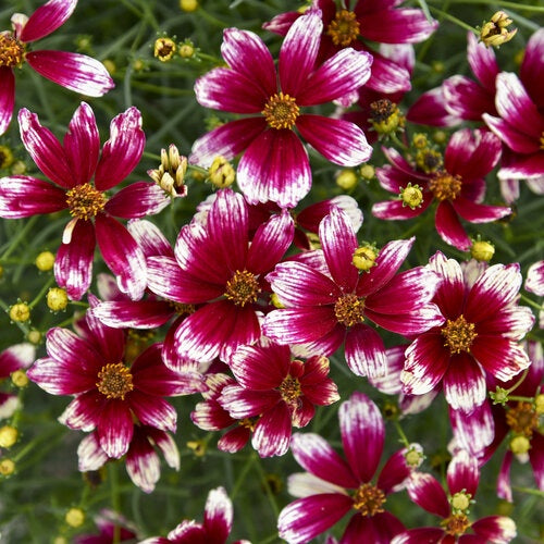 Coreopsis Designer Threads ‘Heartstrings’