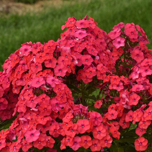 Phlox Luminary ‘Sunset Coral’