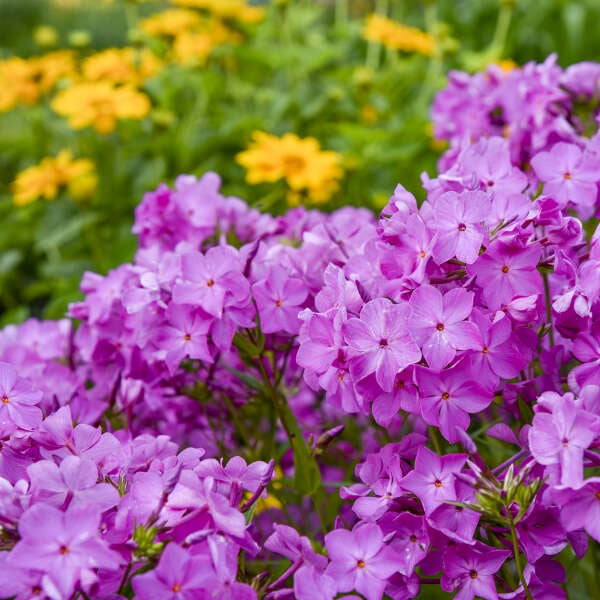 Phlox ‘Opening Act Ultrapink’