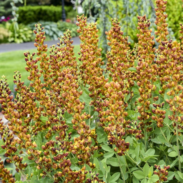 ‘Honey Roasted’ False Indigo Baptisia