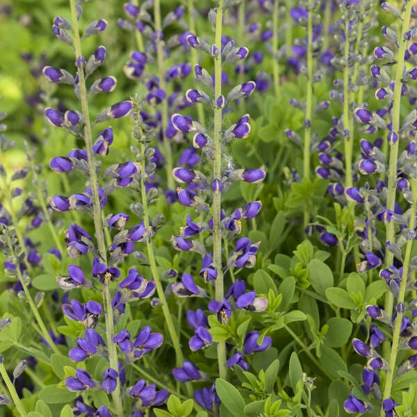 Decadence Deluxe ‘Periwinkle Popsicle’ Baptisia