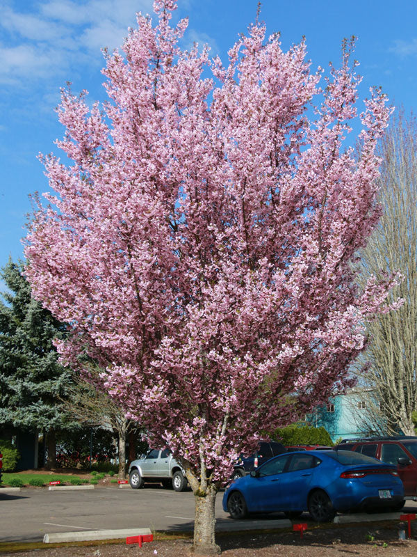 #20 First Blush Cherry