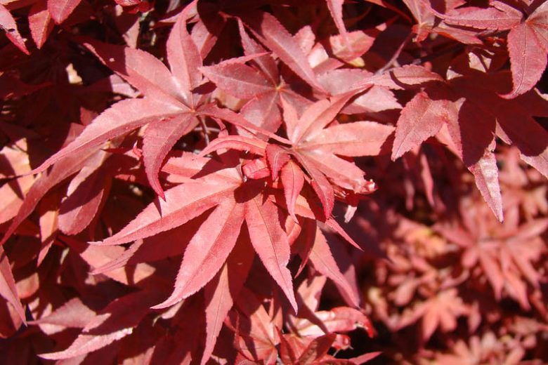 #15 Acer palmatum ‘Twombly’s Red Sentinel’ Japanese Maple