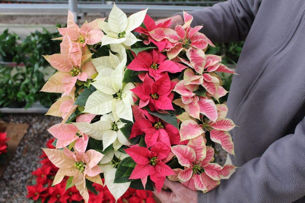 2" Poinsettia – White