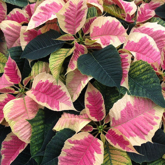 5" Poinsettia – Marble