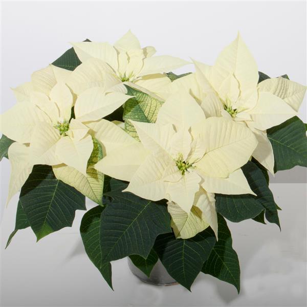 5" Poinsettia – White