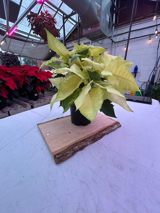 5" Poinsettia – Green Envy