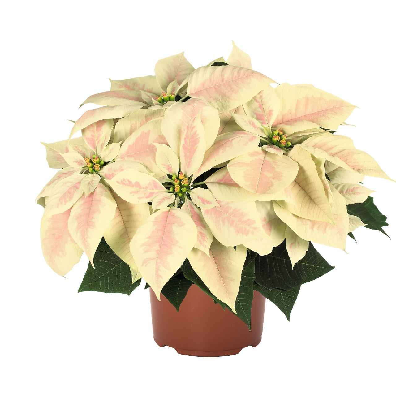 6.5" Poinsettia – Premium Marble