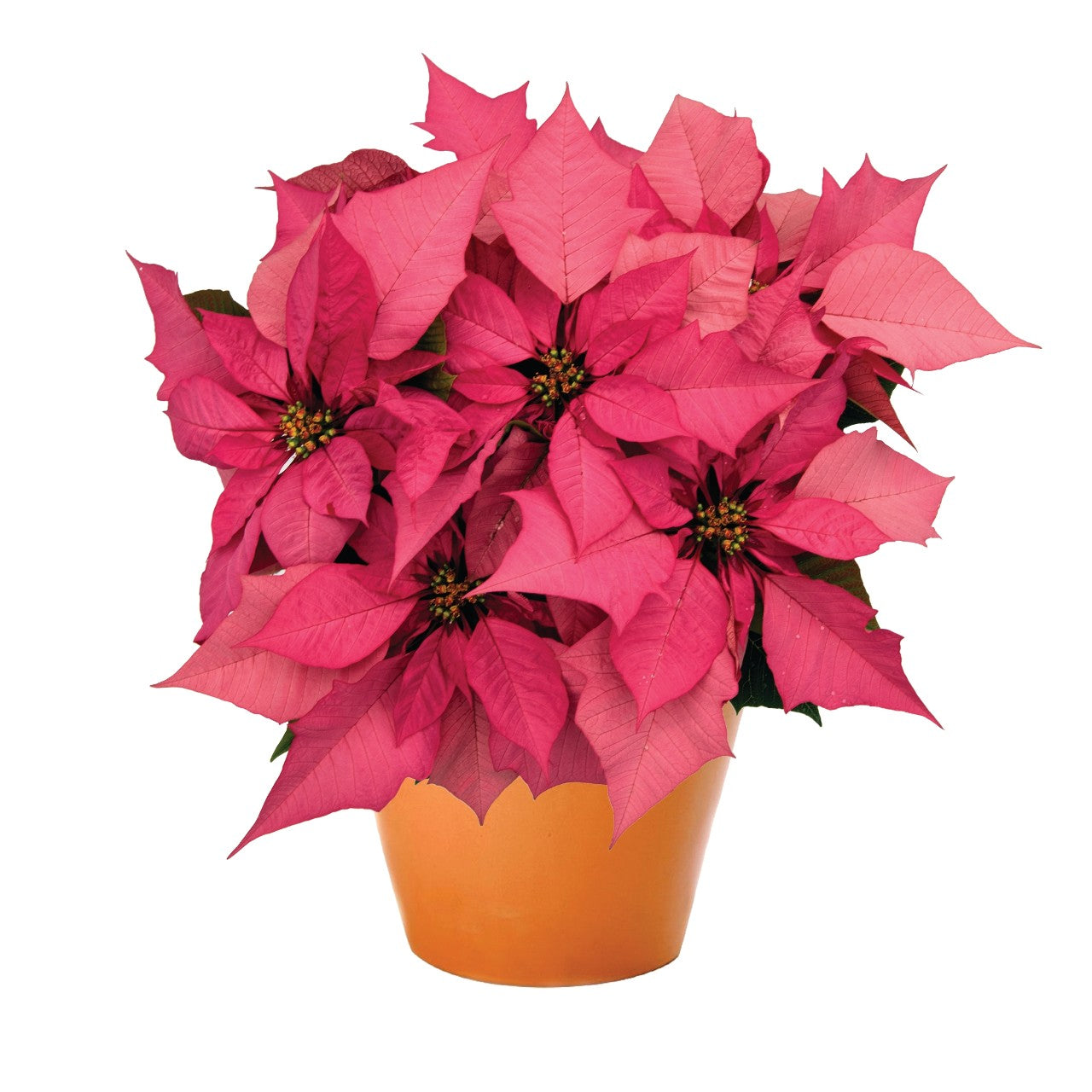 6.5" Poinsettia – Enduring Pink