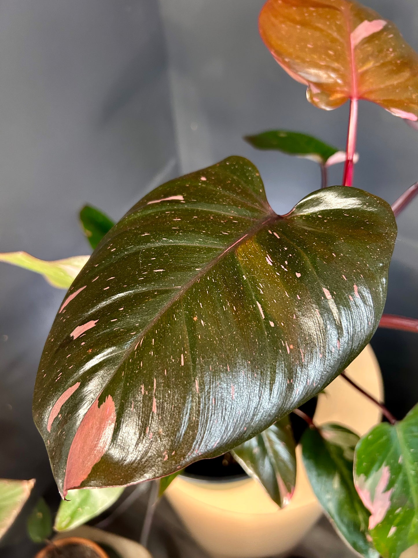 9” Pink Princess Philodendron