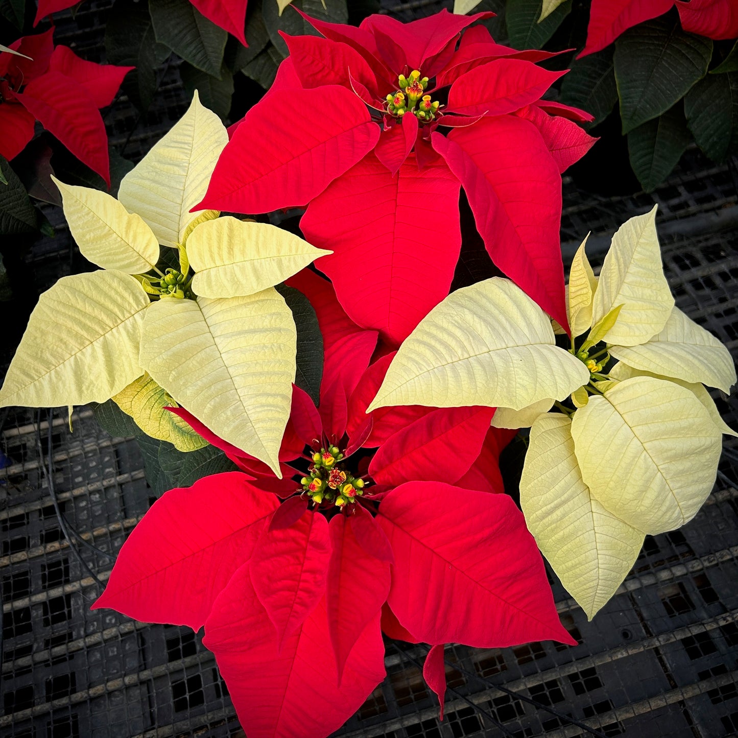 7.5" Poinsettia – 4 Bloom Single Stem Red/White