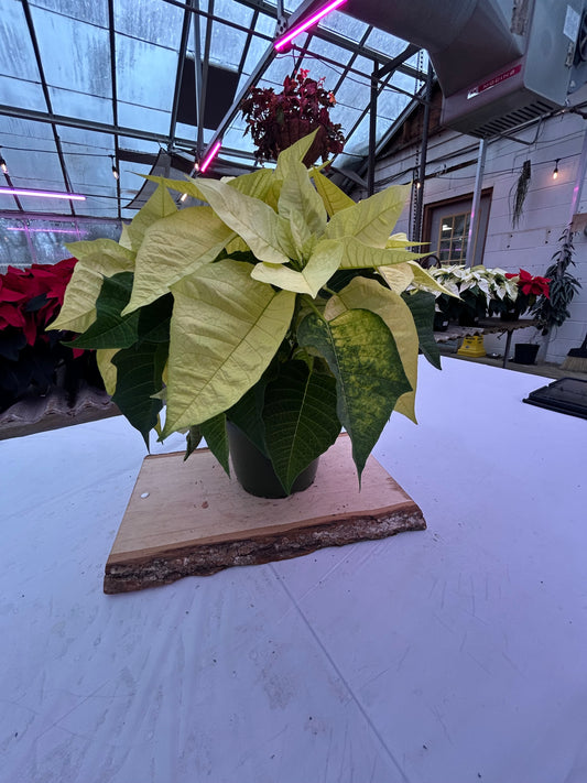 6" Poinsettia – Premium Lemon