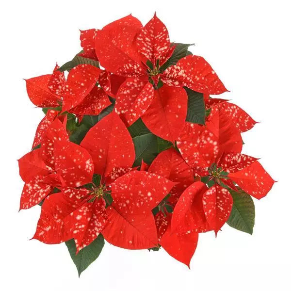 8" Poinsettia – Premium Orange