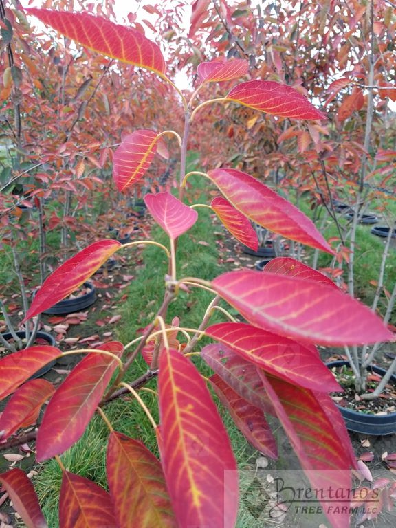 Autumn Brilliance Serviceberry (multi-stem)