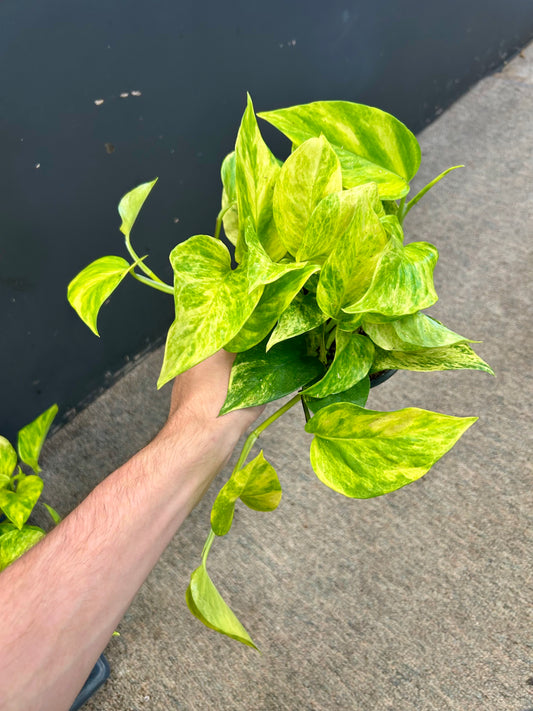 4.5” Neon Queen Pothos