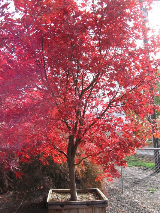 5–6' Acer palmatum ‘Bloodgood’ Japanese Maple