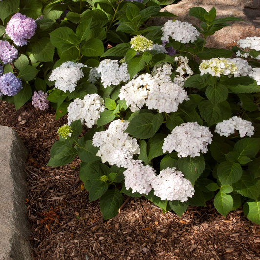 #5 Hydrangea macrophylla ‘Blushing Bride’ Hydrangea