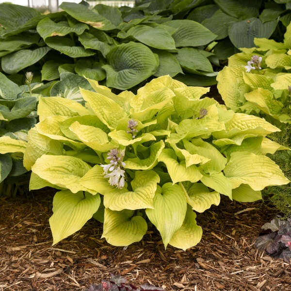 Hosta Shadowland ‘Coast to Coast’