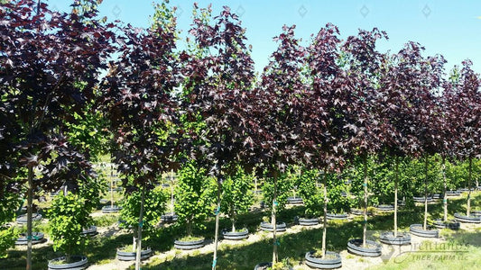 Crimson Sunset® Maple