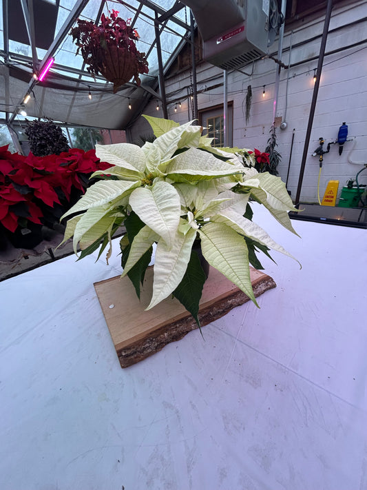 5" Poinsettia – White