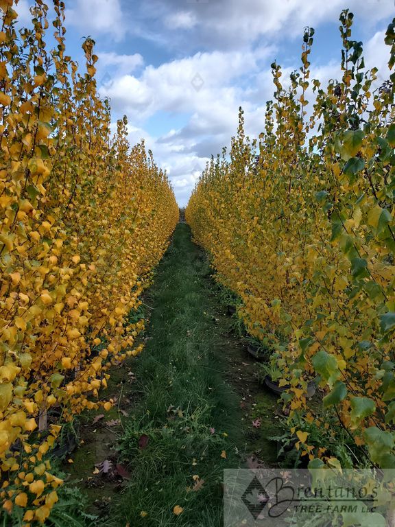 Dakota Pinnacle® Birch