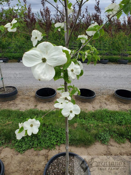 Eddie’s White Wonder Dogwood