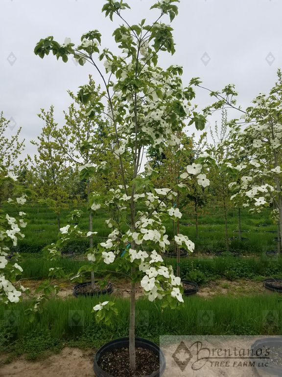 Eddie’s White Wonder Dogwood