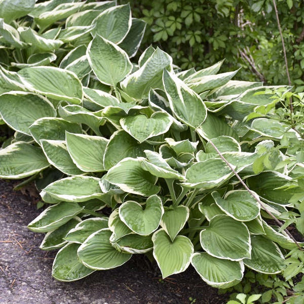 Hosta ‘Francee’
