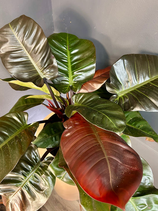 8” Philodendron Black Cardinal