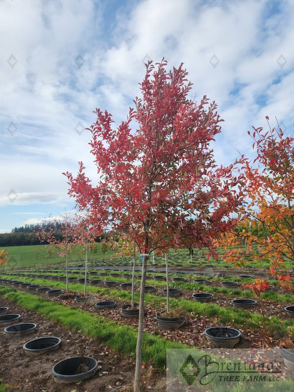 Green Gable™ Black Tupelo