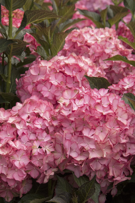 #2 Hydrangea macrophylla ‘Hamptons’ Hydrangea