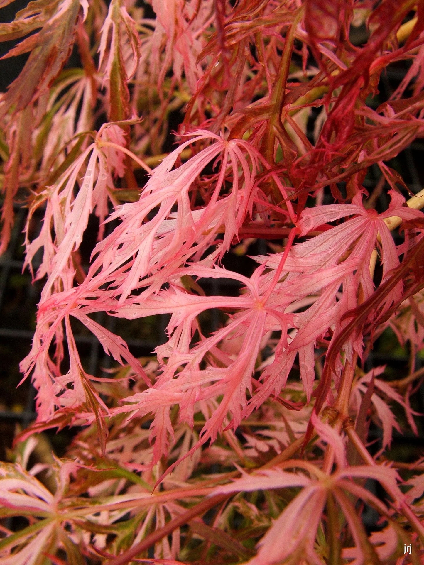 #15 Acer palmatum ‘Hana Matoi’ Japanese Maple