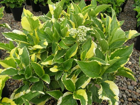 #1 Hydrangea macrophylla ‘Lemon Wave’ Hydrangea
