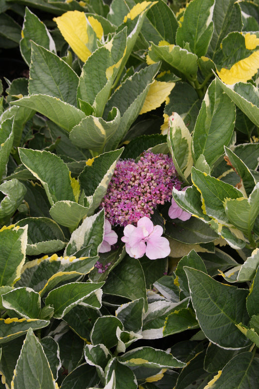 #2 Hydrangea macrophylla ‘Lemon Wave’ Hydrangea
