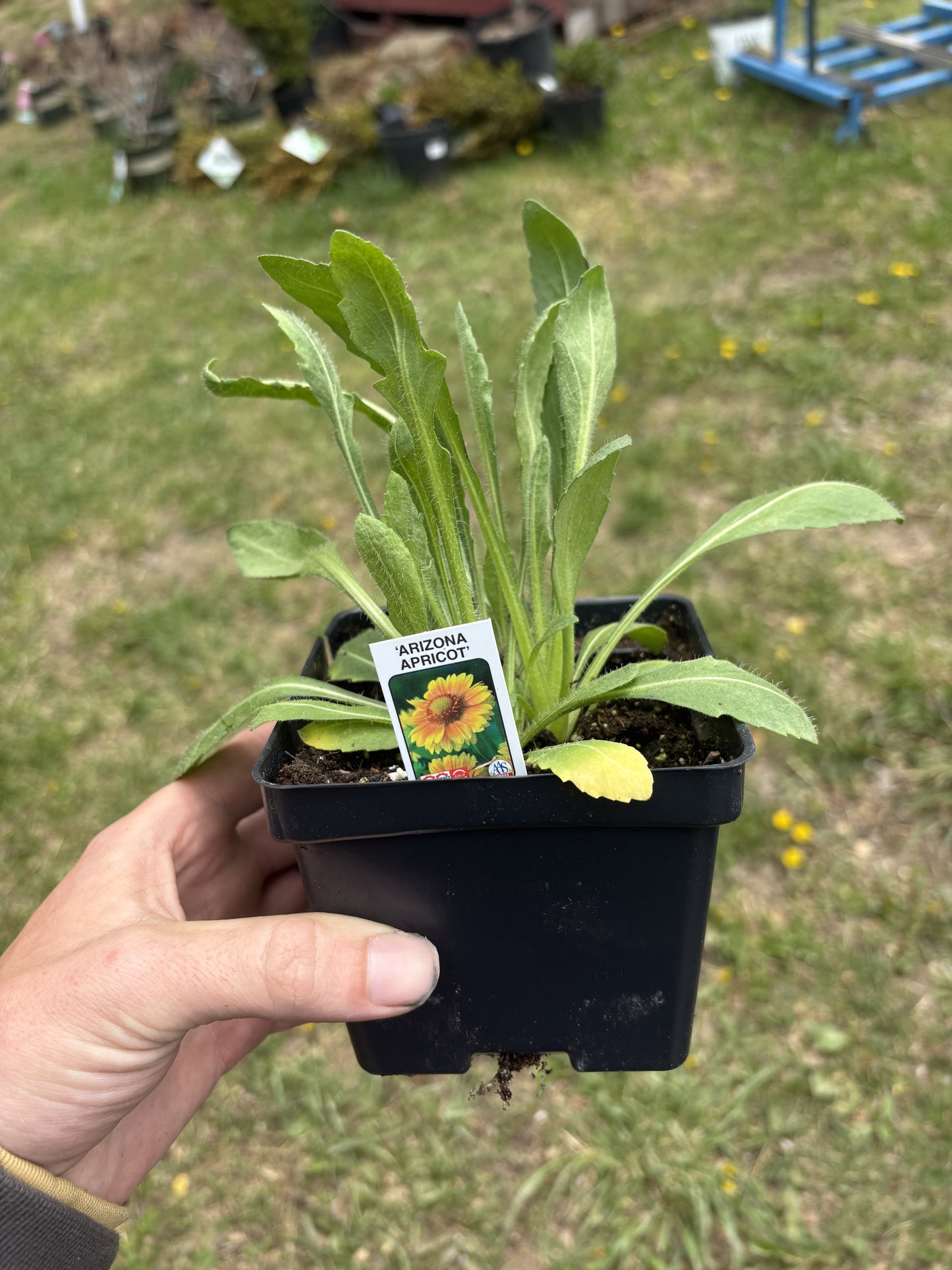 4” Arizona Apricot Blanket Flower