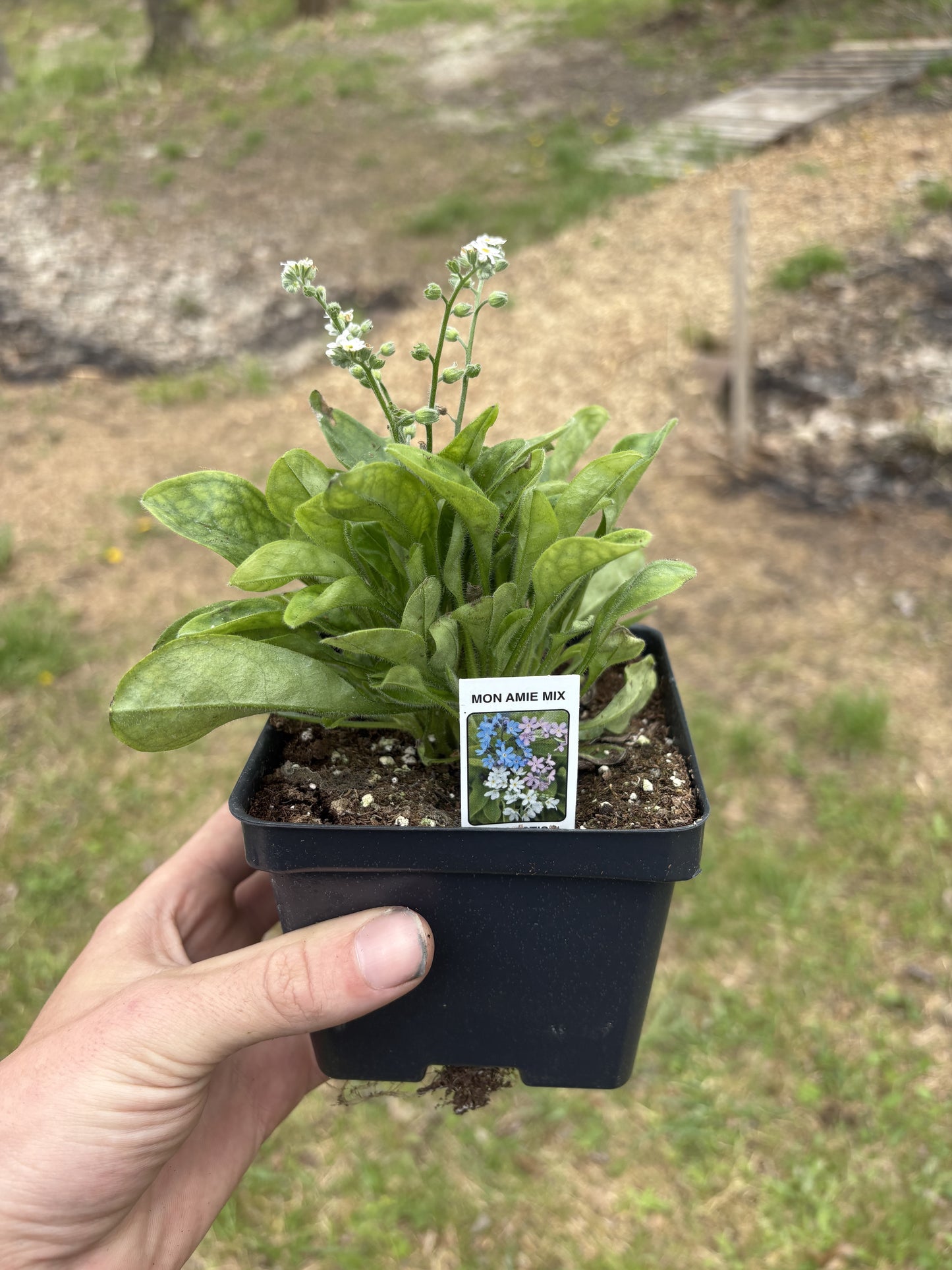 4” Myosotis ‘Mon Amie Mix’