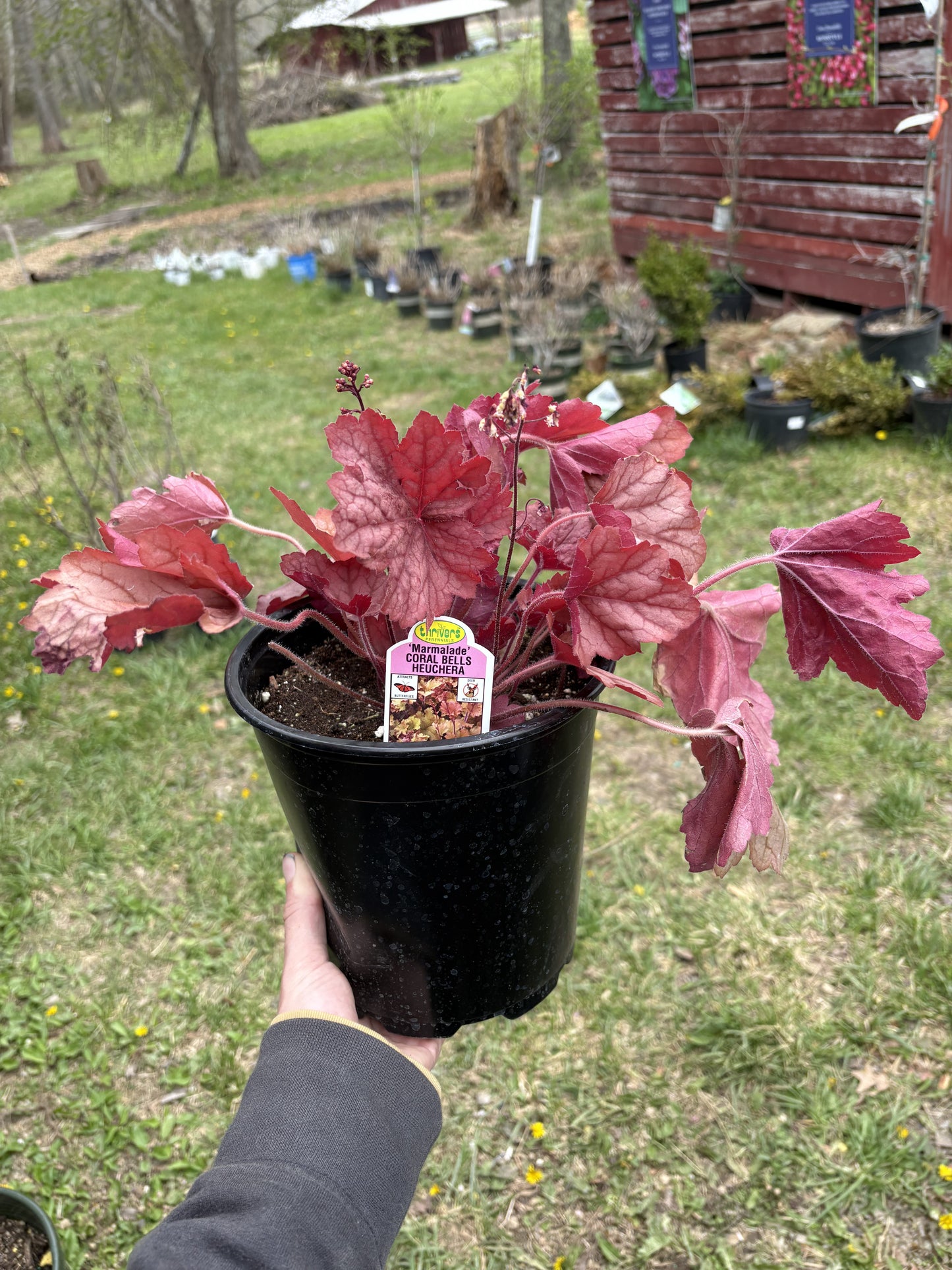 #1 Heuchera ‘Marmalade’