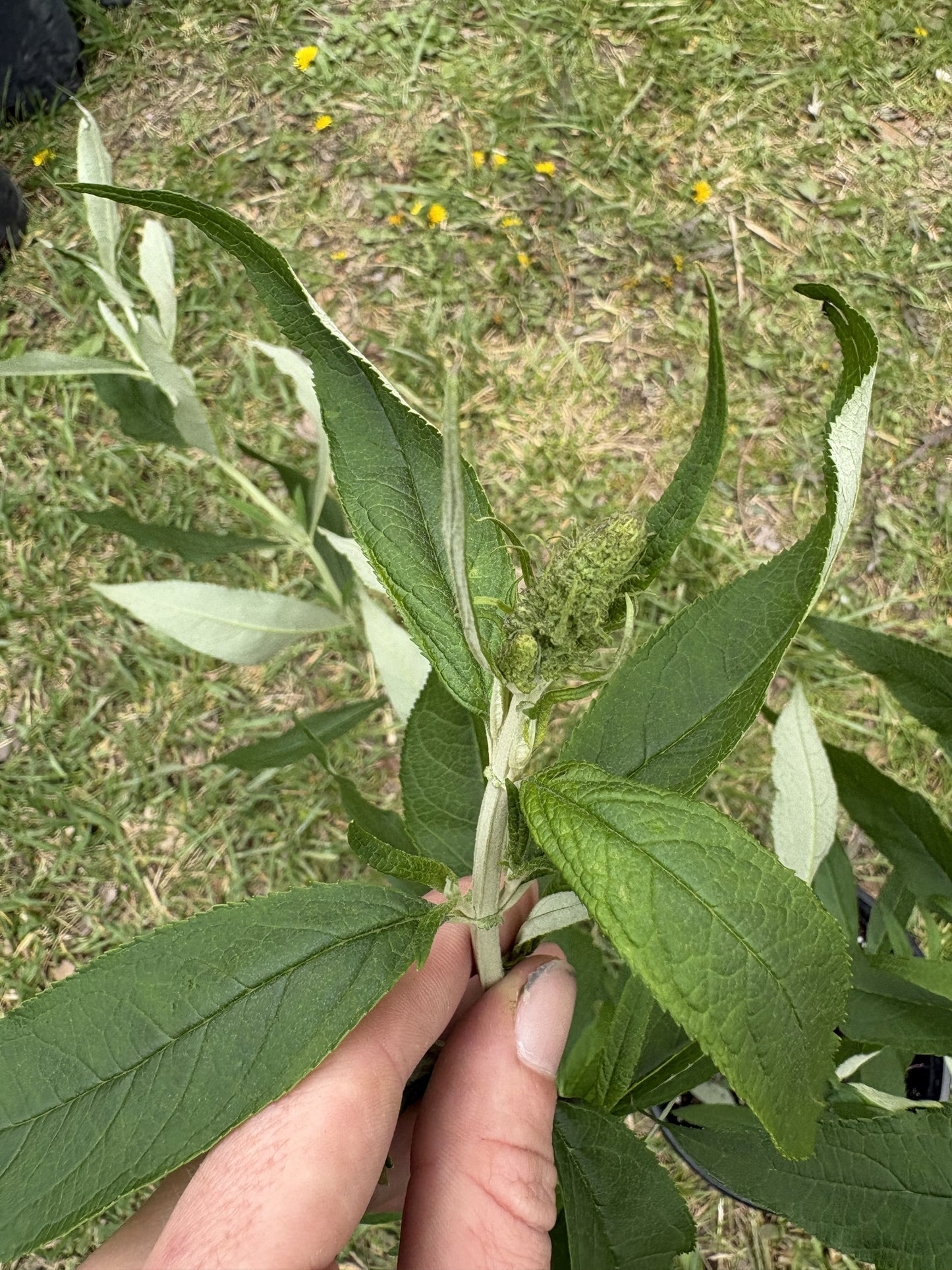 #1 Butterfly Bush ‘Black Knight’