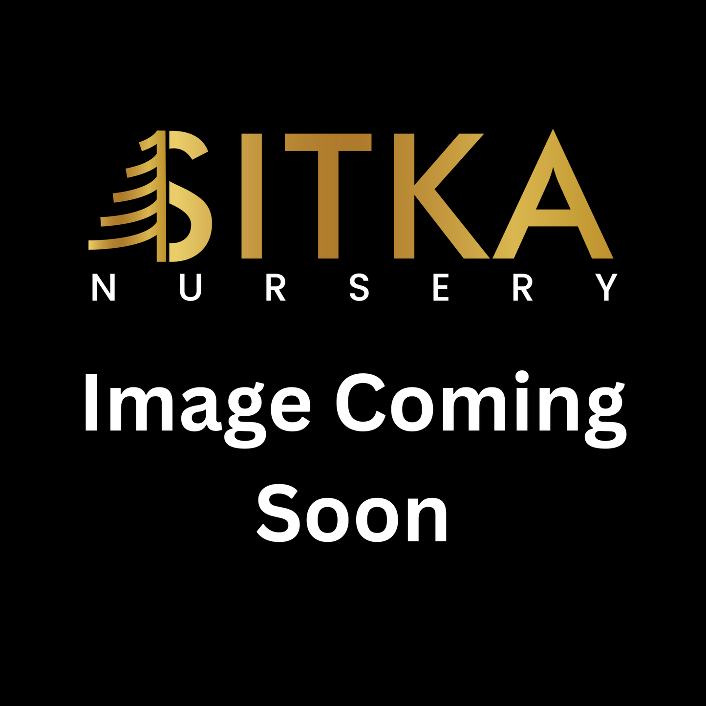 Rocky Mountain Glow® Maple