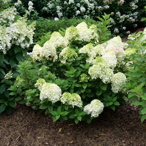 #3 Hydrangea paniculata ‘Little Lime Punch’ Hydrangea