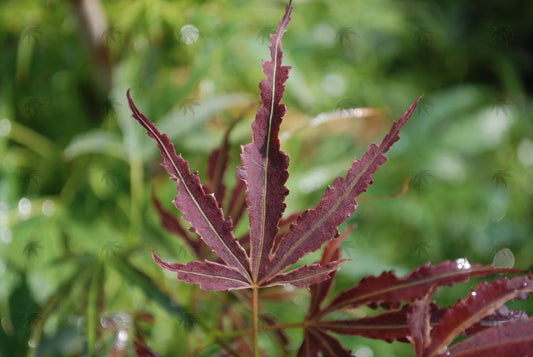 #2 Acer palmatum ‘Manyo no Sato’ Japanese Maple