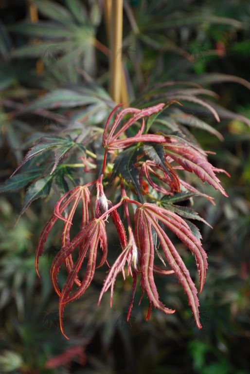 #3 Acer shirasawanum ‘Mikado’ Japanese Maple