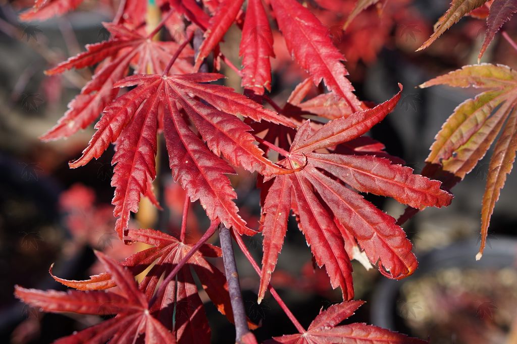 #3 Acer shirasawanum ‘Mikado’ Japanese Maple