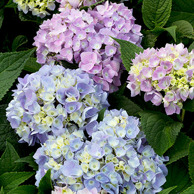 #3 Hydrangea macrophylla ‘Nantucket Blue’ Hydrangea