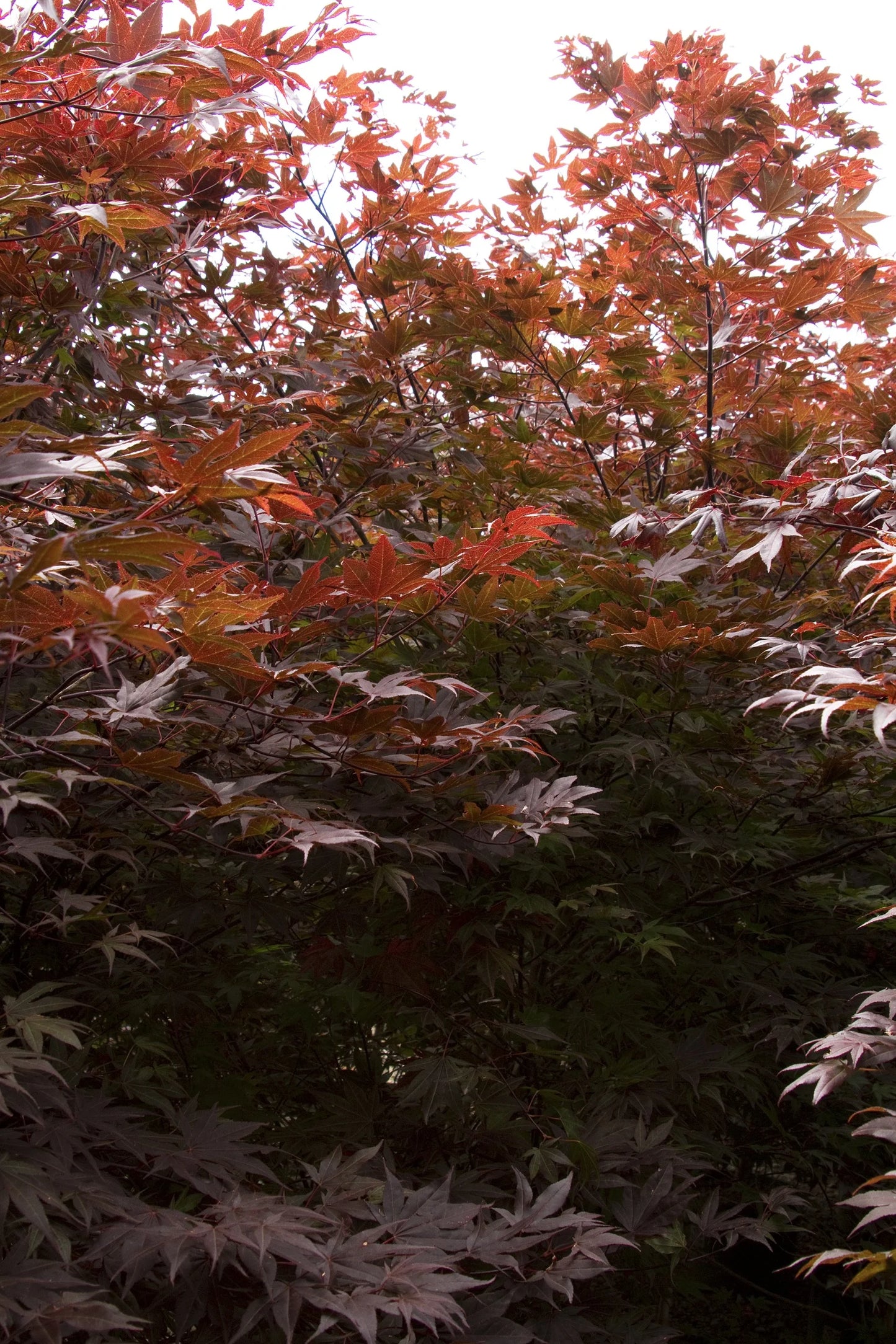 #10 Acer palmatum ‘Oshio Beni’ Japanese Maple