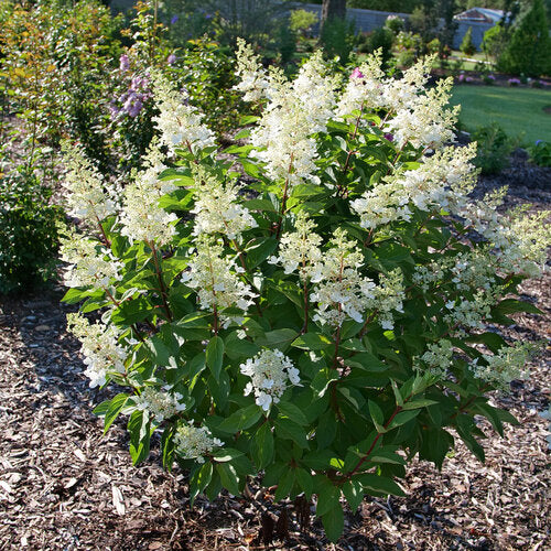 #3 Hydrangea paniculata ‘Pinky Winky Prime’ Hydrangea