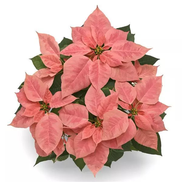 6.5" Poinsettia – Pink Champagne